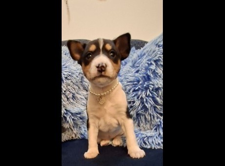 1 basenji gz0126.jpg